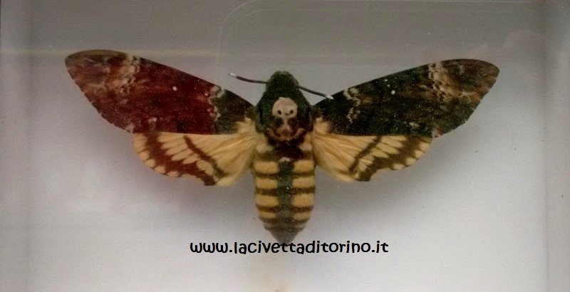 L'Acherontia Atropos (Sfinge testa di morto)