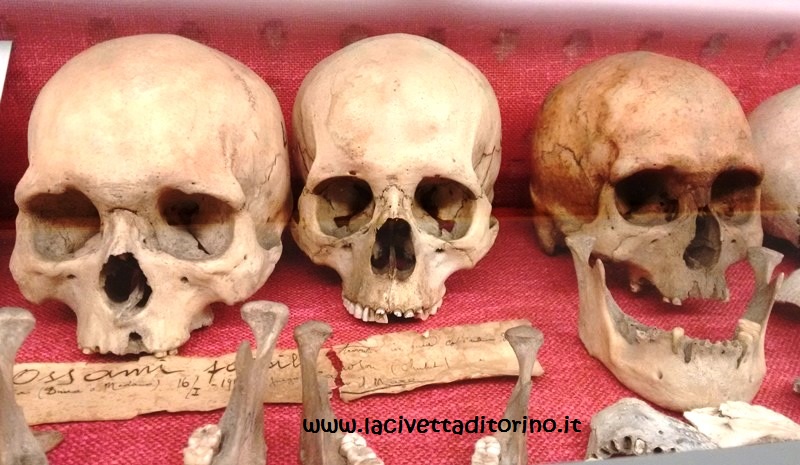 Crani preistorici della Patagonia nel Corridoio Etnografico